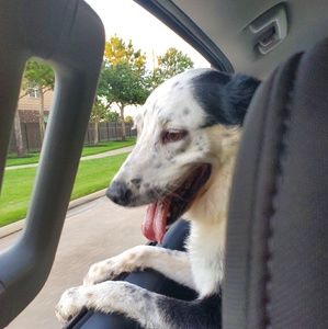 Meet your Posher, Tommy